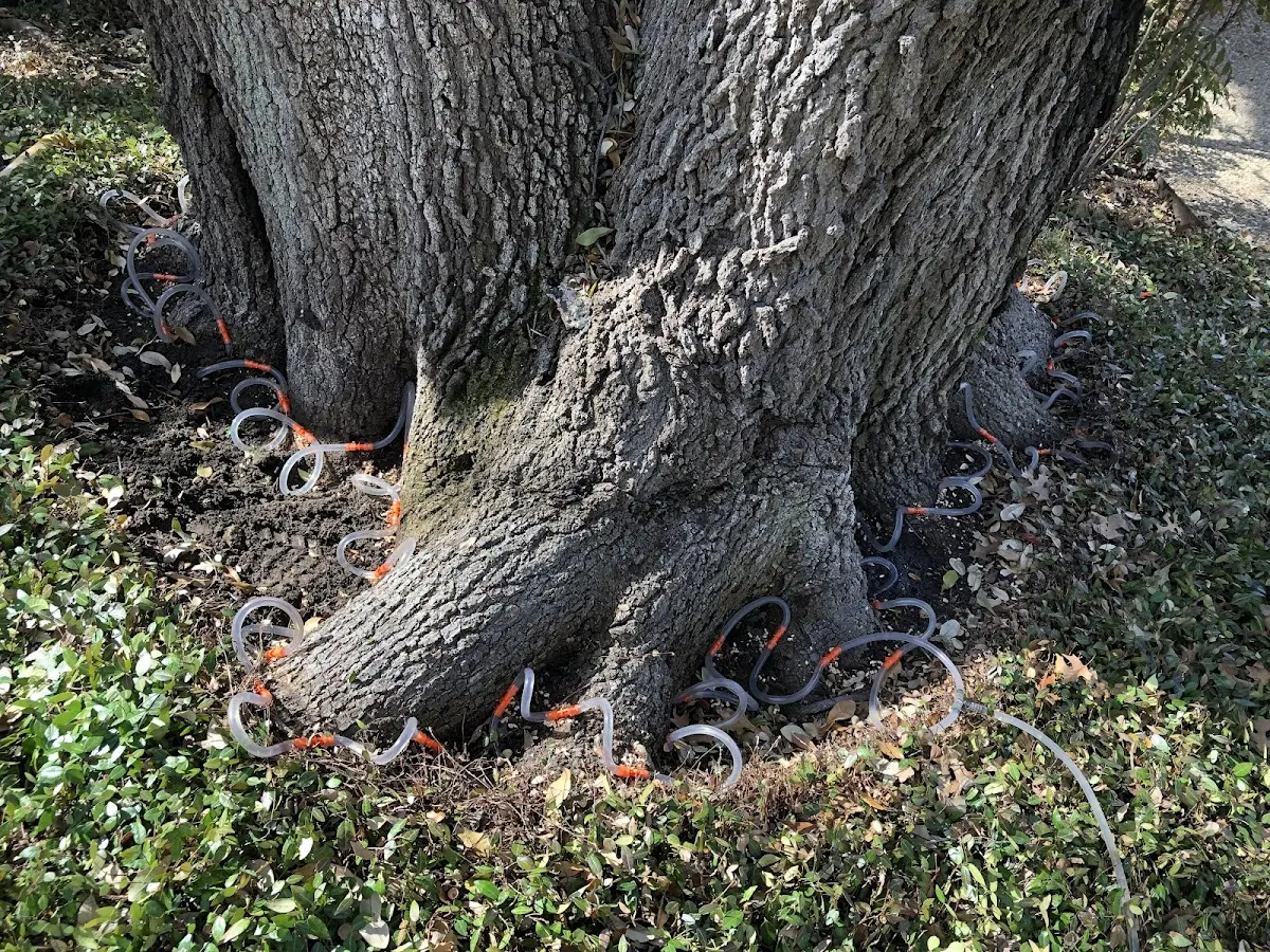 Detailed Tree Cabling and Bracing job site in Redding